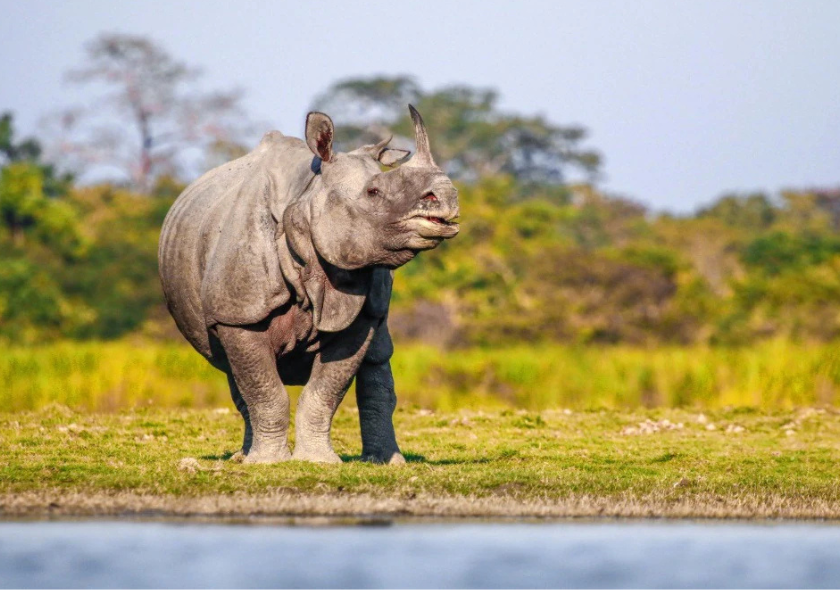 Visit to Kaziranga