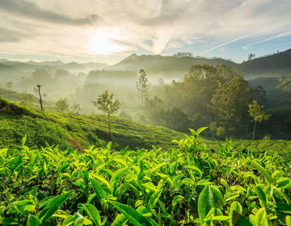 Beauty of Kerala